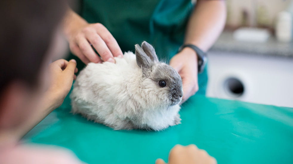 Deals for key workers vet examining rabbit